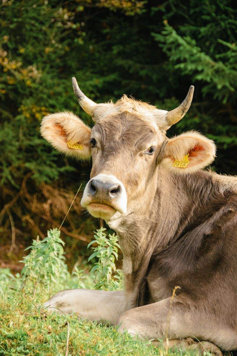 Farm-to-market livestock logistics